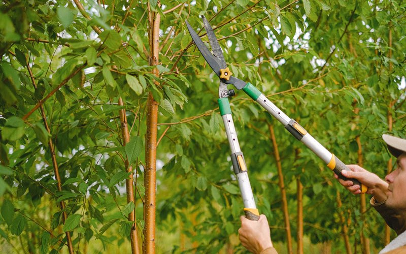 Tree trimming in Farmington, WV
