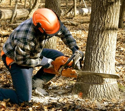 Tree Removal in Farmington, WV